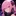 サキ