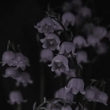 Profile image of 立花 仙蔵