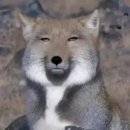 Profile image of 여우