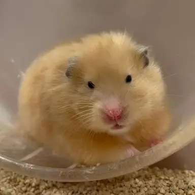 Profile image of すにょあ