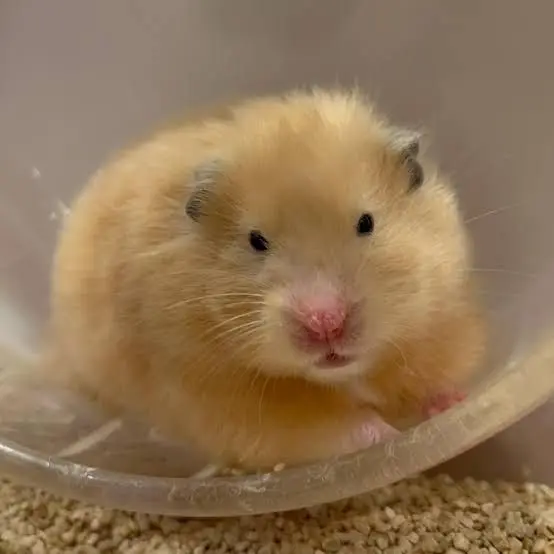 StaleNose7515의 めろめろハムスターくん