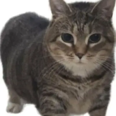 Profile image of OIIA 고양이