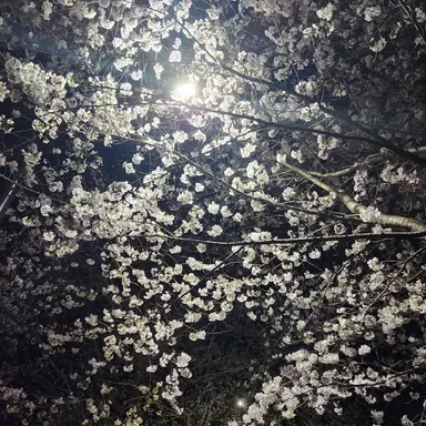 Profile image of 황예지