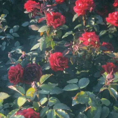Profile image of 鶴見