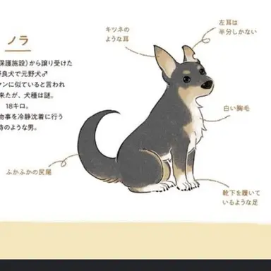 Profile image of ノラ