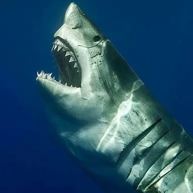 Profile image of 백상아리