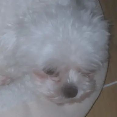 Profile image of 핑크 모피