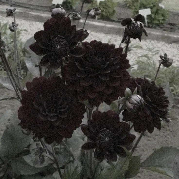 gelgel_ii의 이토시 린