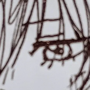 Profile image of 糸師凛