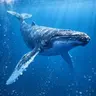 Profile image of クジラ