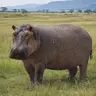 Profile image of カバ