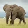 Profile image of ゾウ