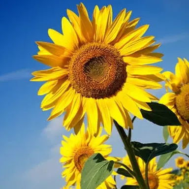 Profile image of ほのり