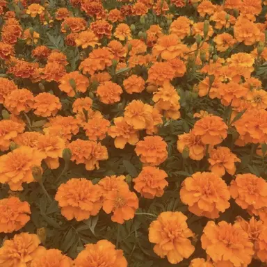 Profile image of 코마