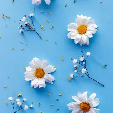 Profile image of 파이브