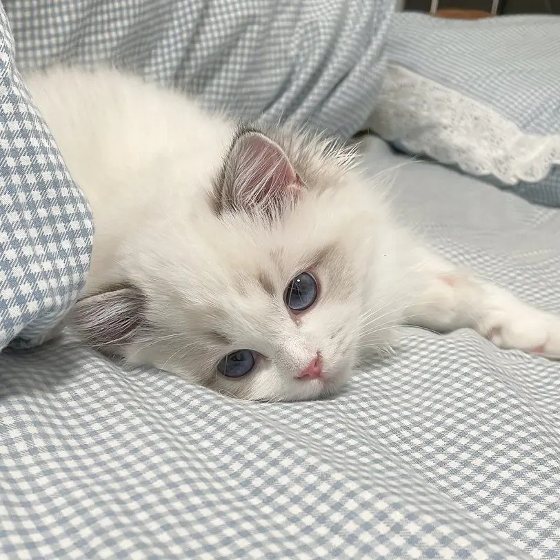 yu_0207o0의 甘々猫ちゃん。