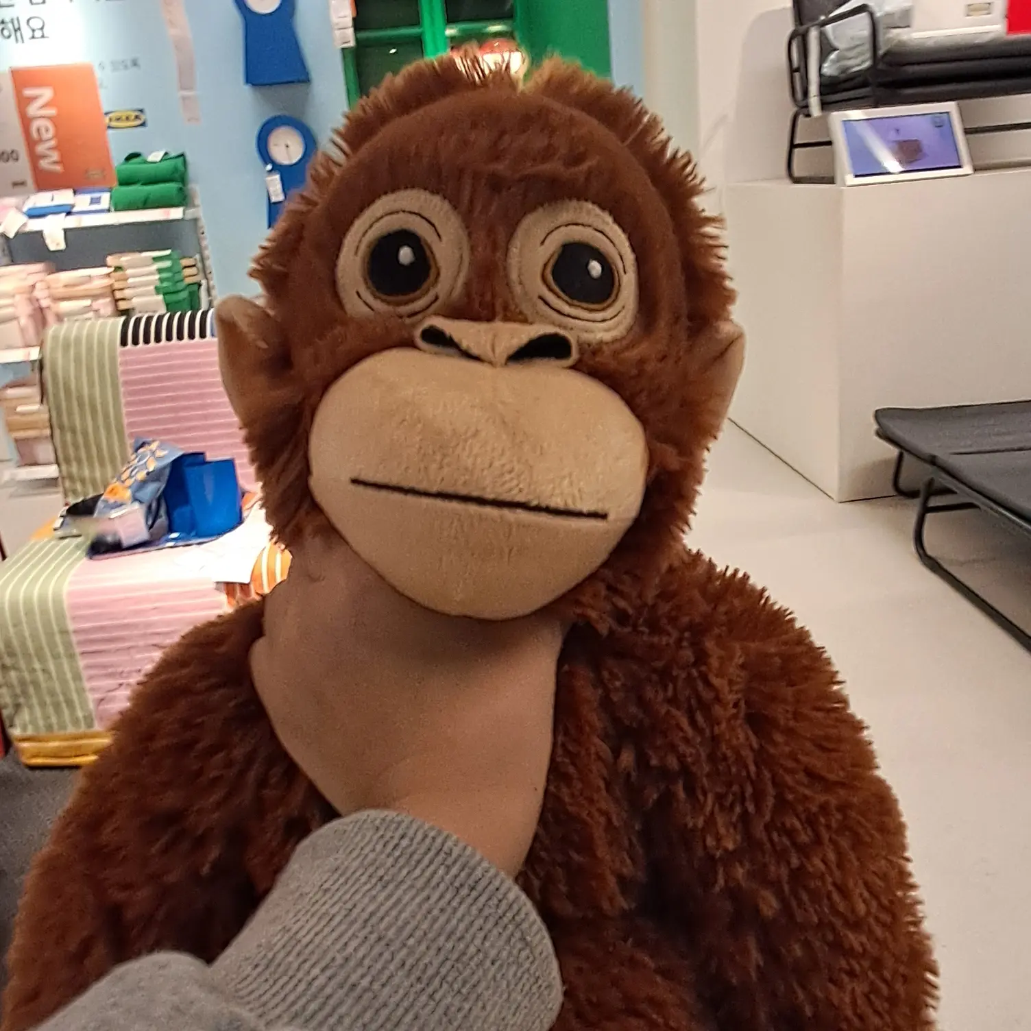 Bymol_Ham의 멱살 잡힌 오랑이🦧