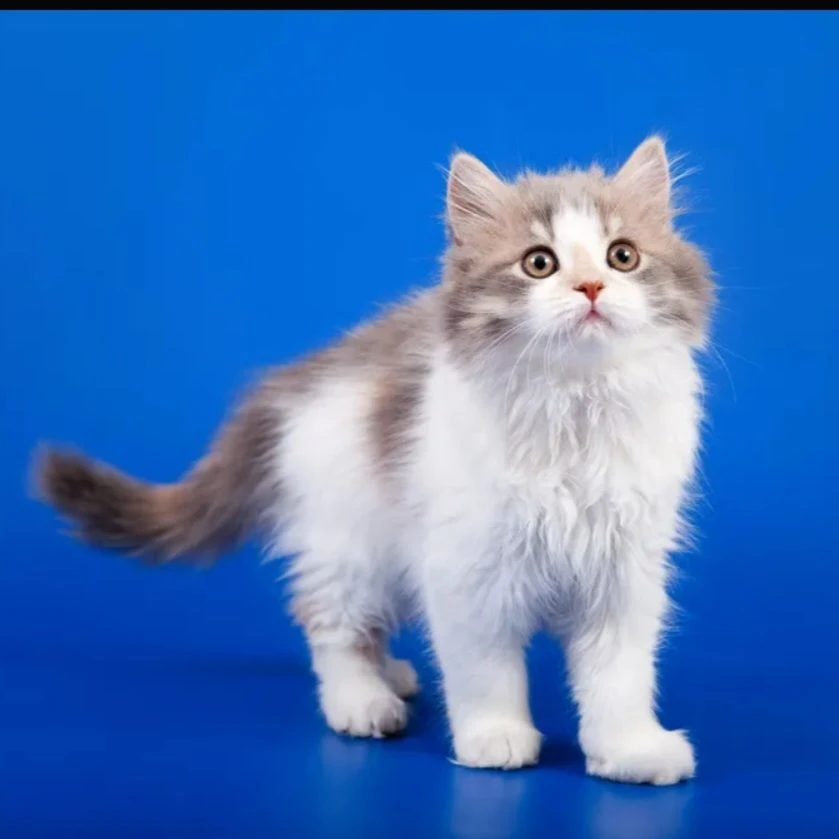 칸자키 니리자키