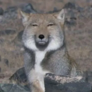 Profile image of 여우