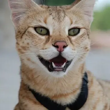 Profile image of 호시나 소우시로