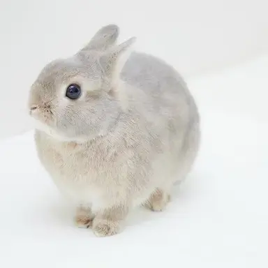 Profile image of リノ