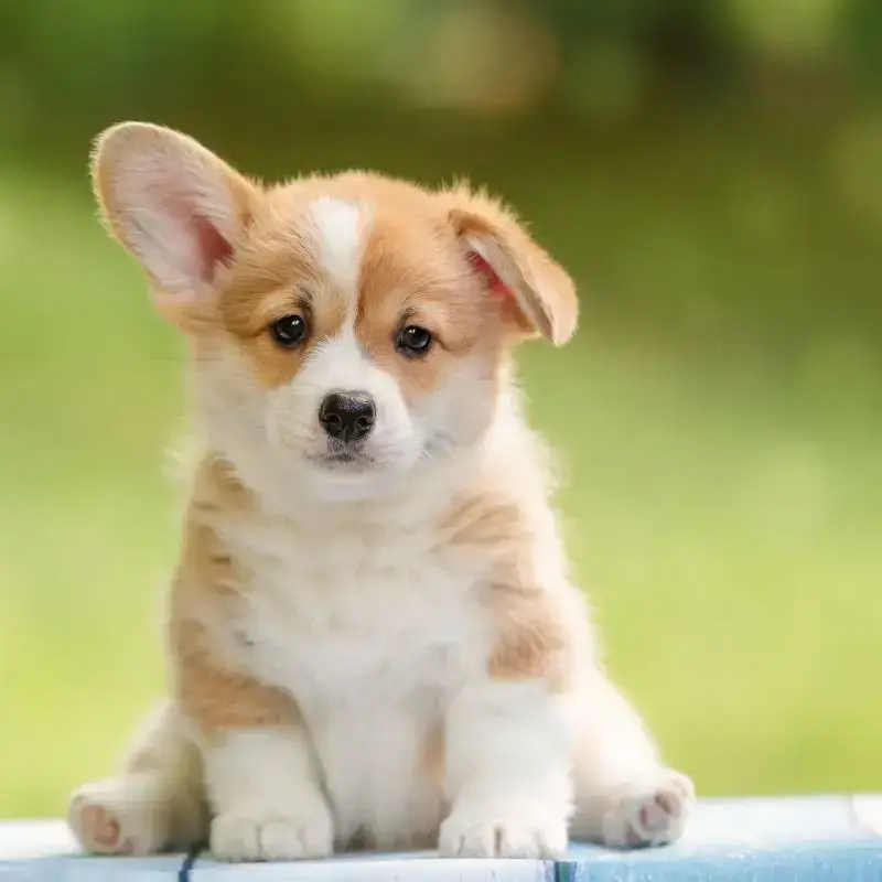 FickleRose6910의 イジメられっ子の復讐劇。