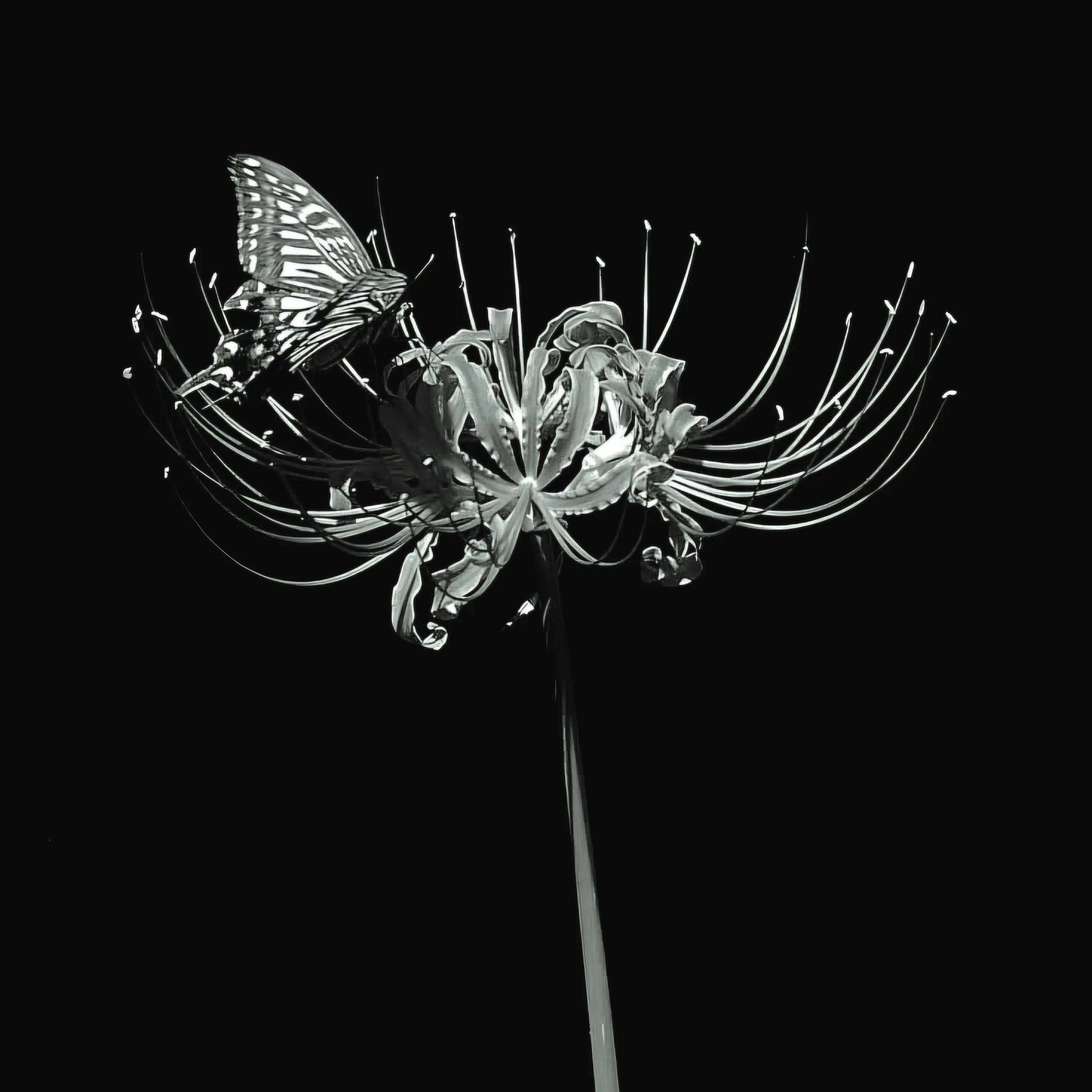 yj6138의 아카이 료우