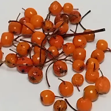 Profile image of 여우