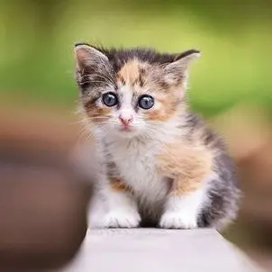 Profile image of 고고프랜즈