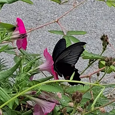 Profile image of 해설이