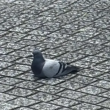 Profile image of じん