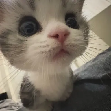 Profile image of 최수현