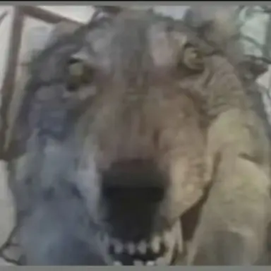 Profile image of 늑대