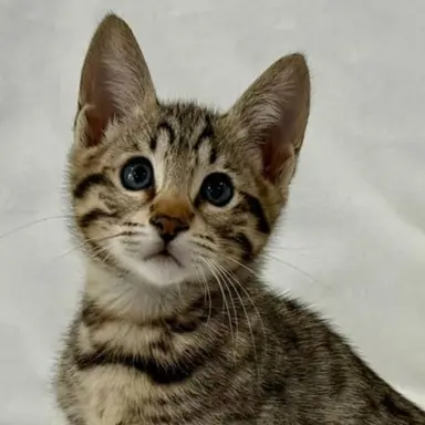 Profile image of Oscar