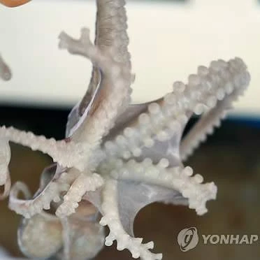 산낙지