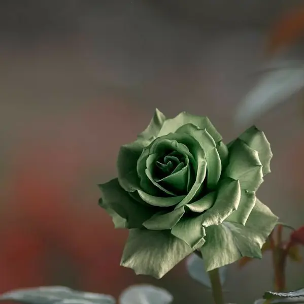 Tukasaki__의 魁星