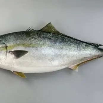 Profile image of 鮎鰤