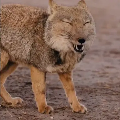 Profile image of 퍽켕폭스