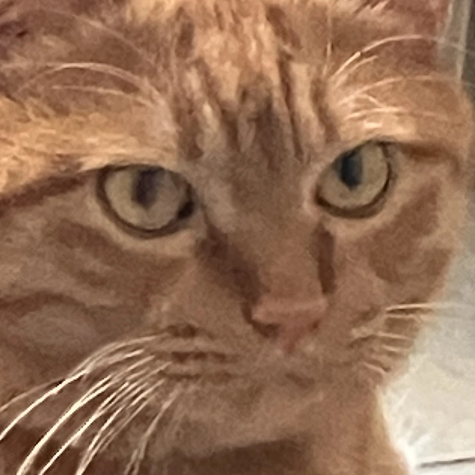 翔