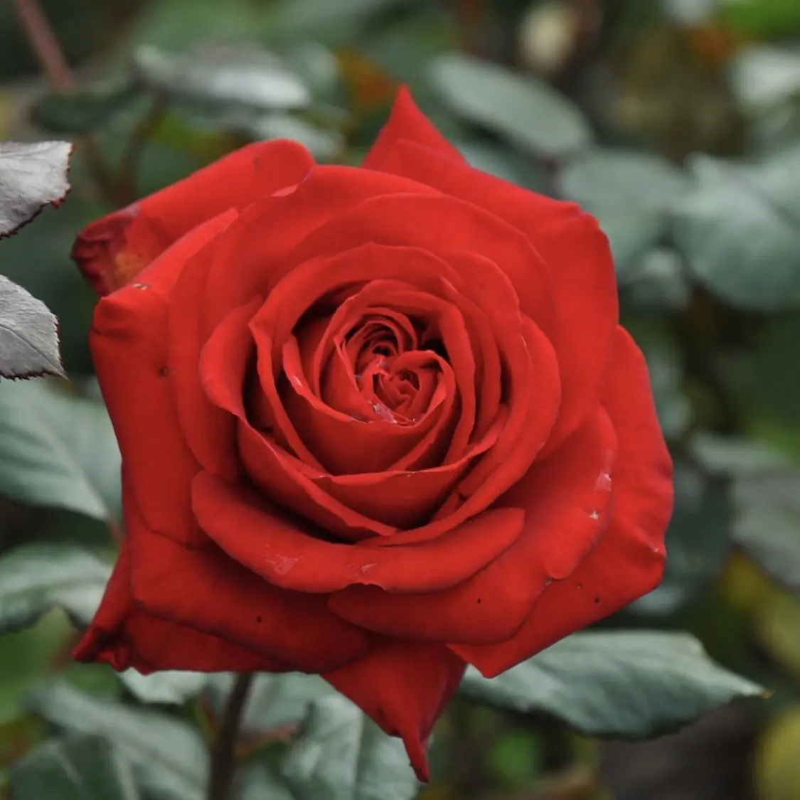 StingyMacaw1801의 阿形さん