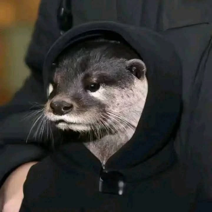 ディノ