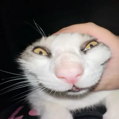 Profile image of 김고양