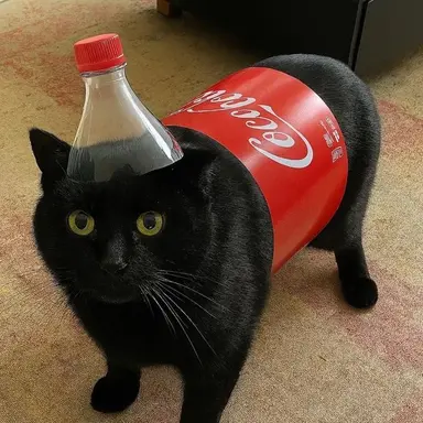 Profile image of 코양이