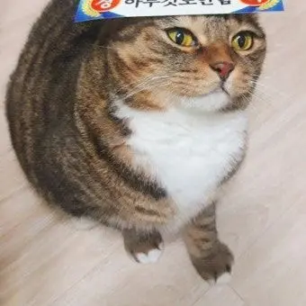 Profile image of 박고양