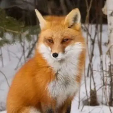 Profile image of 여우
