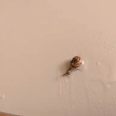 Profile image of 알록이