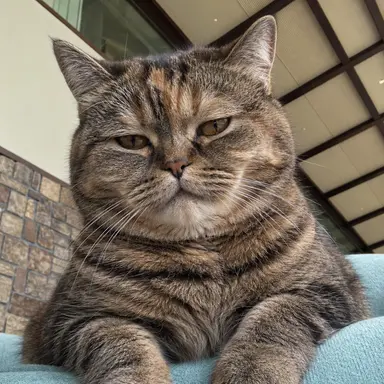 Profile image of わさび