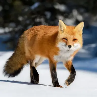 Profile image of 여우