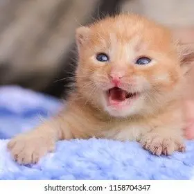 Profile image of Kaede