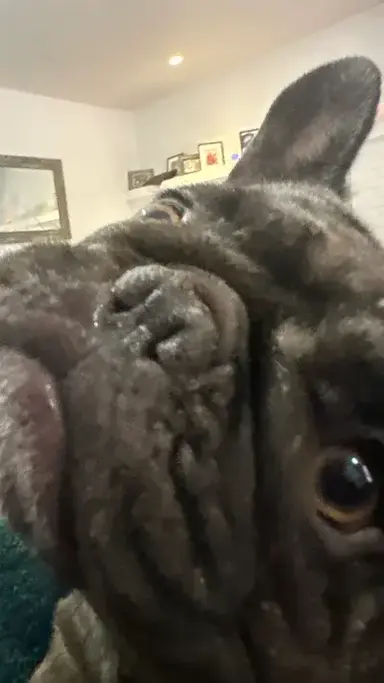 Profile image of Buddy